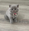 Photo №1. british shorthair - for sale in the city of Greensboro | 300$ | Announcement № 87602
