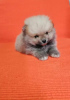 Additional photos: Pomeranian puppies