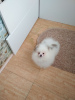 Photo №1. pomeranian - for sale in the city of Minsk | 300$ | Announcement № 29460