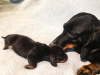 Photo №4. I will sell dachshund in the city of Маркт-Бибарт. private announcement - price - 1065$