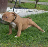 Additional photos: american bully (ambulli)