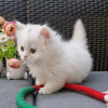 Photo №1. munchkin - for sale in the city of Zürich | 264$ | Announcement № 121324