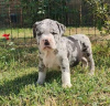 Photo №2 to announcement № 124061 for the sale of american bully - buy in Finland private announcement