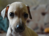 Photo №2 to announcement № 9114 for the sale of italian greyhound - buy in Russian Federation from nursery