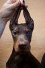 Additional photos: Doberman puppies