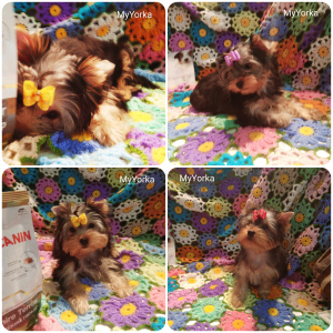 Photo №1. yorkshire terrier - for sale in the city of Samara | 329$ | Announcement № 3888