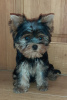 Additional photos: Yorkshire terrier. Boy's and girl's.
