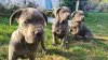 Additional photos: CANE CORSO beautiful puppies