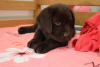 Photo №2 to announcement № 8816 for the sale of labrador retriever - buy in Ukraine breeder