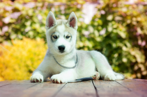 Photo №1. siberian husky - for sale in the city of Tolyatti | 195$ | Announcement № 2563