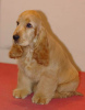 Photo №1. english cocker spaniel - for sale in the city of Kiev | 1065$ | Announcement № 11336