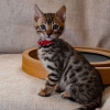 Photo №1. bengal cat - for sale in the city of Гамбург | 528$ | Announcement № 13800