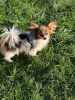 Photo №2 to announcement № 77363 for the sale of papillon dog - buy in Belarus private announcement