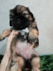 Photo №4. I will sell lhasa apso, shih tzu in the city of Tallinn. private announcement, from nursery, breeder - price - 634$