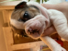 Photo №2 to announcement № 8809 for the sale of french bulldog - buy in Ukraine private announcement