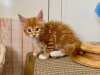 Photo №2 to announcement № 123650 for the sale of maine coon - buy in Germany private announcement