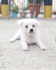 Photo №2 to announcement № 99582 for the sale of japanese spitz - buy in Germany private announcement, from nursery, from the shelter