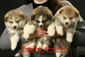 Photo №2 to announcement № 2289 for the sale of akita - buy in Russian Federation from nursery, breeder