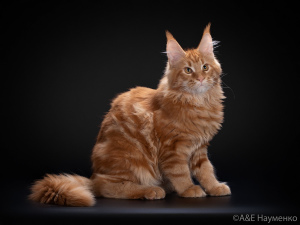 Photo №2 to announcement № 3060 for the sale of maine coon - buy in Russian Federation private announcement, breeder