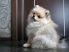 Photo №4. I will sell pomeranian in the city of Kiev. from nursery - price - 1200$