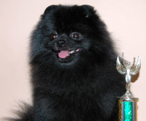 Photo №2 to announcement № 2461 for the sale of pomeranian - buy in Russian Federation private announcement, from nursery