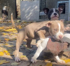 Photo №2 to announcement № 14218 for the sale of american bully - buy in Russian Federation 