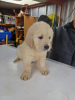 Photo №1. golden retriever - for sale in the city of Munich | 211$ | Announcement № 123439