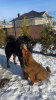 Additional photos: Tibetan mastiff puppies