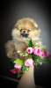 Photo №4. I will sell pomeranian in the city of Minsk. breeder - price - 280$