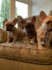 Photo №1. french bulldog - for sale in the city of Leverkusen | 370$ | Announcement № 99952