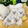 Photo №1. pomeranian - for sale in the city of West Palm Beach | 423$ | Announcement № 112770