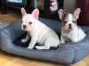 Photo №1. french bulldog - for sale in the city of Paris | negotiated | Announcement № 76021