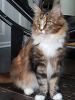 Photo №4. I will sell maine coon in the city of Viersen. private announcement, from nursery - price - 370$