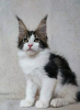 Photo №1. maine coon - for sale in the city of Квакертаун | 400$ | Announcement № 118133