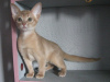 Photo №2 to announcement № 50879 for the sale of abyssinian cat - buy in Belarus from nursery