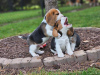 Additional photos: Beagle puppies for adoption