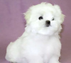 Photo №2 to announcement № 115857 for the sale of maltese dog - buy in Germany 