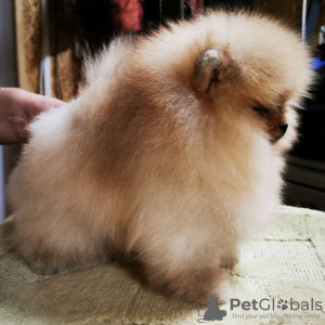 Additional photos: Pomeranian Toy Spitz puppies