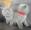 Photo №1. british shorthair - for sale in the city of Dusseldorf | 370$ | Announcement № 108586