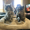 Photo №1. maine coon - for sale in the city of Arlington | 850$ | Announcement № 127420