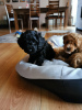 Additional photos: miniature poodle cute puppies