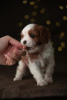 Photo №2 to announcement № 15902 for the sale of cavalier king charles spaniel - buy in Finland from nursery, breeder