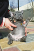 Photo №4. I will sell french bulldog in the city of Chandria.  - price - 306$