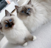 Photo №1. ragdoll - for sale in the city of Калифорния Сити | negotiated | Announcement № 116820