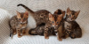 Photo №2 to announcement № 74515 for the sale of bengal cat - buy in Germany 