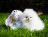 Photo №1. pomeranian - for sale in the city of Штутгарт | 380$ | Announcement № 118238