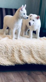 Additional photos: Beautiful Siberian Husky puppies from a smart couple!