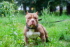 Additional photos: American bully puppies standard classic