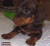 Photo №3. Dachshund miniature - grown up puppy. Russian Federation