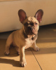 Photo №4. I will sell french bulldog in the city of Dubai. private announcement - price - negotiated